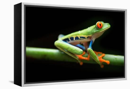 Red Eyed Tree Frog, Agalychnis Callidrias Curious Treefrog in Rainforest Costa Rica, Central Americ-null-Framed Premier Image Canvas