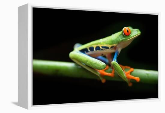 Red Eyed Tree Frog, Agalychnis Callidrias Curious Treefrog in Rainforest Costa Rica, Central Americ-null-Framed Premier Image Canvas