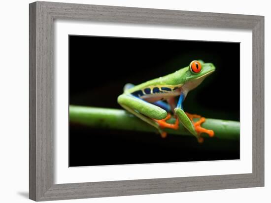 Red Eyed Tree Frog, Agalychnis Callidrias Curious Treefrog in Rainforest Costa Rica, Central Americ-null-Framed Giclee Print