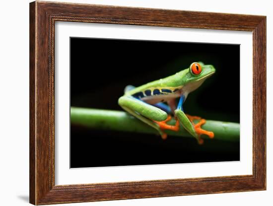 Red Eyed Tree Frog, Agalychnis Callidrias Curious Treefrog in Rainforest Costa Rica, Central Americ-null-Framed Giclee Print