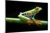 Red Eyed Tree Frog, Agalychnis Callidrias Curious Treefrog in Rainforest Costa Rica, Central Americ-null-Mounted Giclee Print
