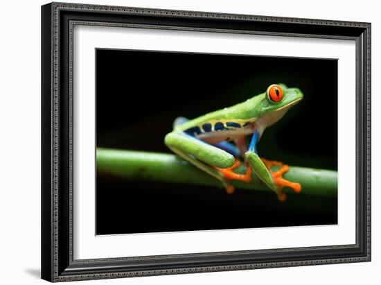 Red Eyed Tree Frog, Agalychnis Callidrias Curious Treefrog in Rainforest Costa Rica, Central Americ-null-Framed Giclee Print