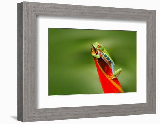 Red-Eyed Tree Frog, Agalychnis Callidryas, Animal with Big Red Eyes, in the Nature Habitat, Costa R-Ondrej Prosicky-Framed Photographic Print