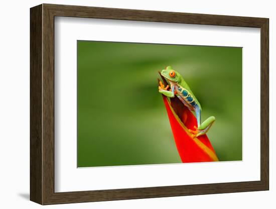 Red-Eyed Tree Frog, Agalychnis Callidryas, Animal with Big Red Eyes, in the Nature Habitat, Costa R-Ondrej Prosicky-Framed Photographic Print