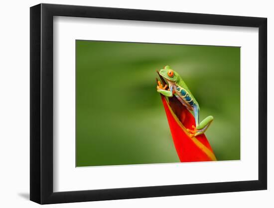 Red-Eyed Tree Frog, Agalychnis Callidryas, Animal with Big Red Eyes, in the Nature Habitat, Costa R-Ondrej Prosicky-Framed Photographic Print