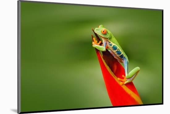 Red-Eyed Tree Frog, Agalychnis Callidryas, Animal with Big Red Eyes, in the Nature Habitat, Costa R-Ondrej Prosicky-Mounted Photographic Print