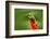 Red-Eyed Tree Frog, Agalychnis Callidryas, Animal with Big Red Eyes, in the Nature Habitat, Costa R-Ondrej Prosicky-Framed Photographic Print