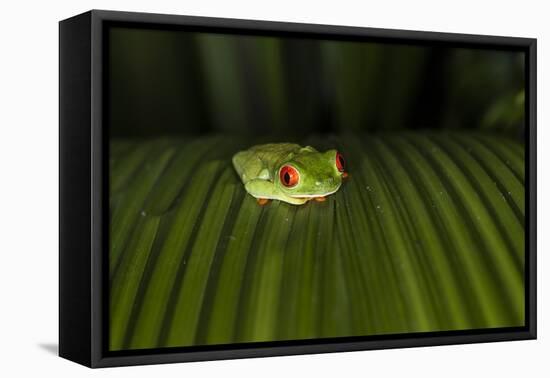 Red-Eyed Tree Frog (Agalychnis callidryas), Boca Tapada, Alajuela Province, Costa Rica-Matthew Williams-Ellis-Framed Premier Image Canvas