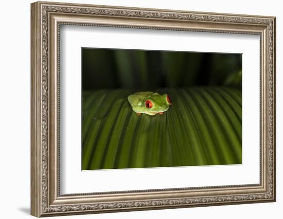 Red-Eyed Tree Frog (Agalychnis callidryas), Boca Tapada, Alajuela Province, Costa Rica-Matthew Williams-Ellis-Framed Photographic Print