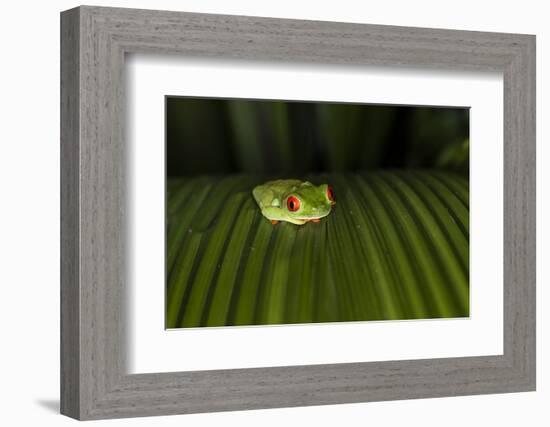 Red-Eyed Tree Frog (Agalychnis callidryas), Boca Tapada, Alajuela Province, Costa Rica-Matthew Williams-Ellis-Framed Photographic Print