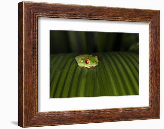 Red-Eyed Tree Frog (Agalychnis callidryas), Boca Tapada, Alajuela Province, Costa Rica-Matthew Williams-Ellis-Framed Photographic Print