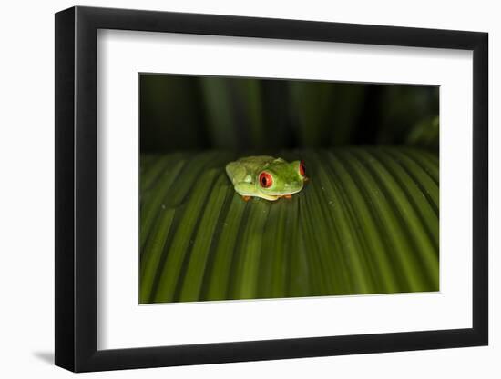 Red-Eyed Tree Frog (Agalychnis callidryas), Boca Tapada, Alajuela Province, Costa Rica-Matthew Williams-Ellis-Framed Photographic Print