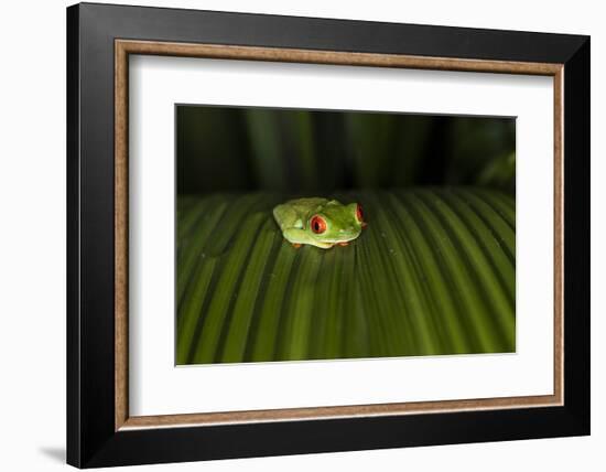 Red-Eyed Tree Frog (Agalychnis callidryas), Boca Tapada, Alajuela Province, Costa Rica-Matthew Williams-Ellis-Framed Photographic Print