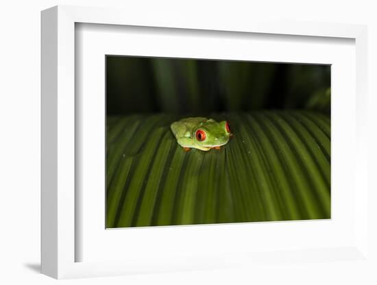 Red-Eyed Tree Frog (Agalychnis callidryas), Boca Tapada, Alajuela Province, Costa Rica-Matthew Williams-Ellis-Framed Photographic Print