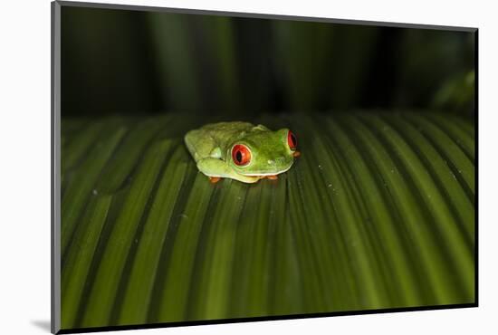 Red-Eyed Tree Frog (Agalychnis callidryas), Boca Tapada, Alajuela Province, Costa Rica-Matthew Williams-Ellis-Mounted Photographic Print