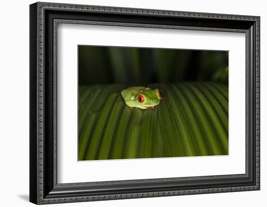 Red-Eyed Tree Frog (Agalychnis callidryas), Boca Tapada, Alajuela Province, Costa Rica-Matthew Williams-Ellis-Framed Photographic Print