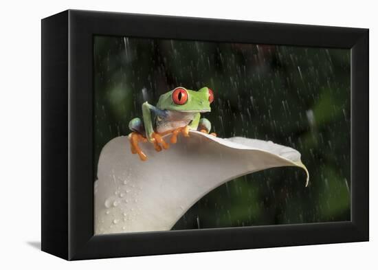 Red Eyed Tree Frog (Agalychnis Callidryas), captive, Colombia, South America-Janette Hill-Framed Premier Image Canvas