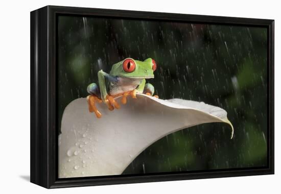 Red Eyed Tree Frog (Agalychnis Callidryas), captive, Colombia, South America-Janette Hill-Framed Premier Image Canvas