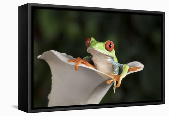 Red Eyed Tree Frog (Agalychnis Callidryas), captive, Colombia, South America-Janette Hill-Framed Premier Image Canvas