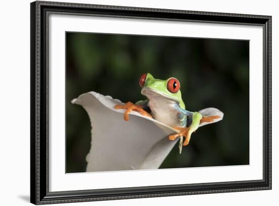 Red Eyed Tree Frog (Agalychnis Callidryas), captive, Colombia, South America-Janette Hill-Framed Photographic Print