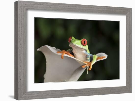 Red Eyed Tree Frog (Agalychnis Callidryas), captive, Colombia, South America-Janette Hill-Framed Photographic Print