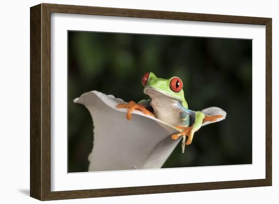 Red Eyed Tree Frog (Agalychnis Callidryas), captive, Colombia, South America-Janette Hill-Framed Photographic Print