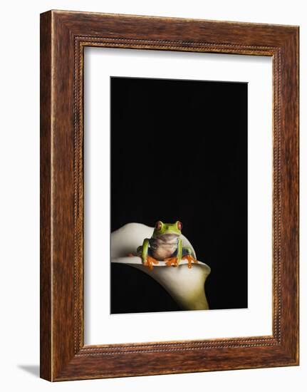 Red eyed tree frog (Agalychnis Callidryas), captive, United Kingdom, Europe-Janette Hill-Framed Photographic Print