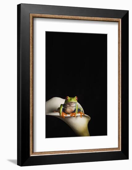 Red eyed tree frog (Agalychnis Callidryas), captive, United Kingdom, Europe-Janette Hill-Framed Photographic Print