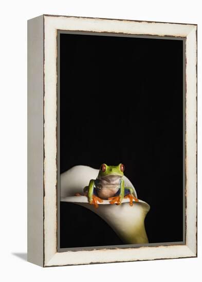 Red eyed tree frog (Agalychnis Callidryas), captive, United Kingdom, Europe-Janette Hill-Framed Premier Image Canvas
