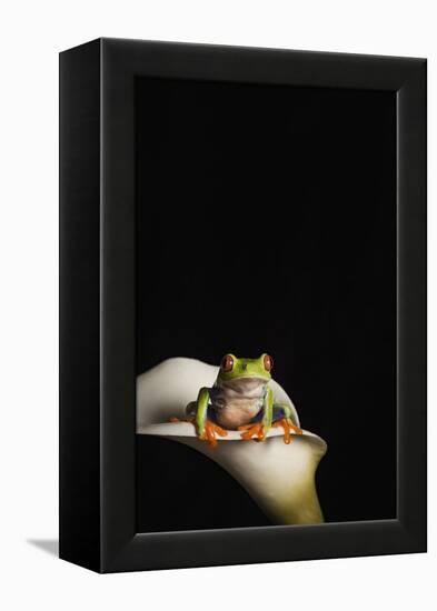 Red eyed tree frog (Agalychnis Callidryas), captive, United Kingdom, Europe-Janette Hill-Framed Premier Image Canvas