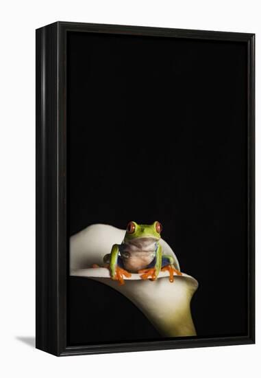 Red eyed tree frog (Agalychnis Callidryas), captive, United Kingdom, Europe-Janette Hill-Framed Premier Image Canvas