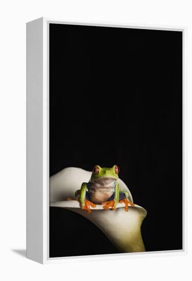 Red eyed tree frog (Agalychnis Callidryas), captive, United Kingdom, Europe-Janette Hill-Framed Premier Image Canvas