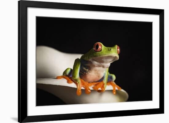 Red eyed tree frog (Agalychnis Callidryas), captive, United Kingdom, Europe-Janette Hill-Framed Photographic Print