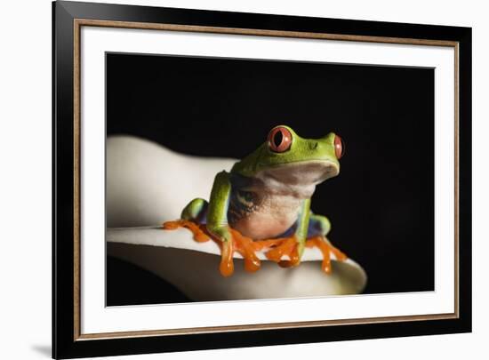 Red eyed tree frog (Agalychnis Callidryas), captive, United Kingdom, Europe-Janette Hill-Framed Photographic Print