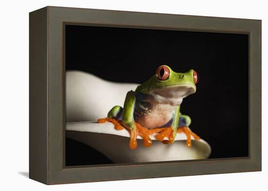 Red eyed tree frog (Agalychnis Callidryas), captive, United Kingdom, Europe-Janette Hill-Framed Premier Image Canvas