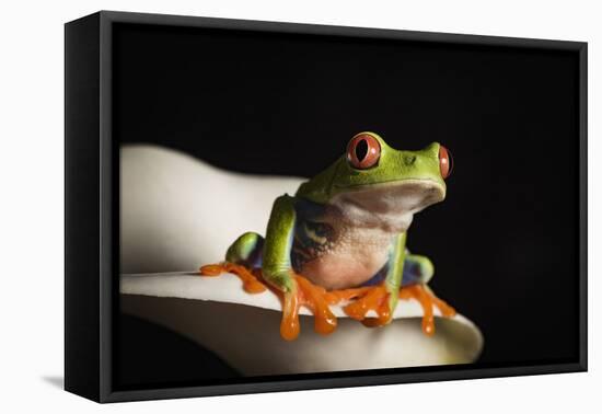 Red eyed tree frog (Agalychnis Callidryas), captive, United Kingdom, Europe-Janette Hill-Framed Premier Image Canvas