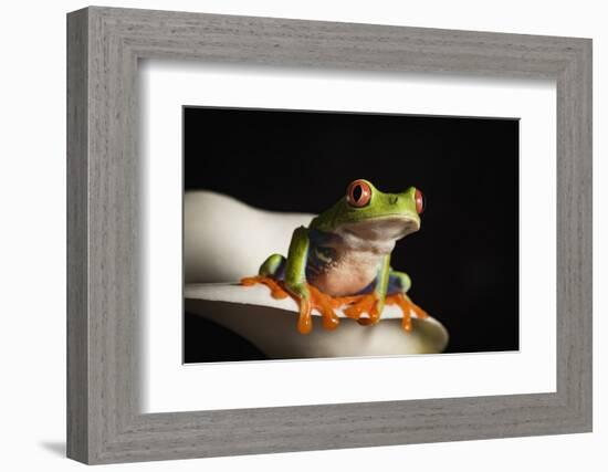 Red eyed tree frog (Agalychnis Callidryas), captive, United Kingdom, Europe-Janette Hill-Framed Photographic Print