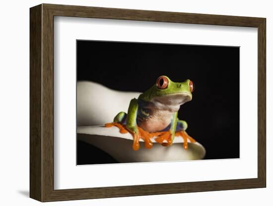 Red eyed tree frog (Agalychnis Callidryas), captive, United Kingdom, Europe-Janette Hill-Framed Photographic Print