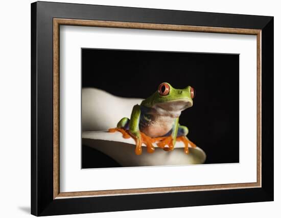 Red eyed tree frog (Agalychnis Callidryas), captive, United Kingdom, Europe-Janette Hill-Framed Photographic Print