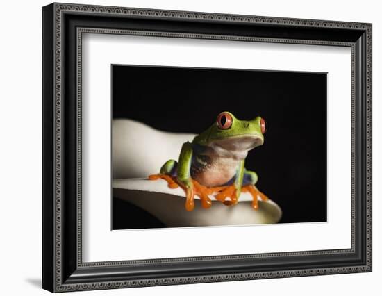 Red eyed tree frog (Agalychnis Callidryas), captive, United Kingdom, Europe-Janette Hill-Framed Photographic Print