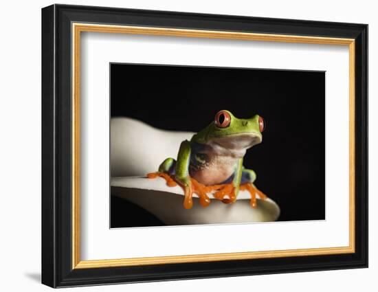 Red eyed tree frog (Agalychnis Callidryas), captive, United Kingdom, Europe-Janette Hill-Framed Photographic Print