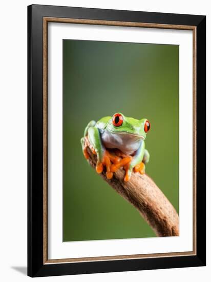 Red-Eyed Tree Frog (Agalychnis Callidryas). Controlled, Studio-Adrian Davies-Framed Photographic Print