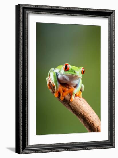 Red-Eyed Tree Frog (Agalychnis Callidryas). Controlled, Studio-Adrian Davies-Framed Photographic Print