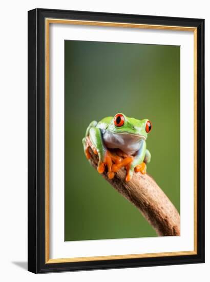 Red-Eyed Tree Frog (Agalychnis Callidryas). Controlled, Studio-Adrian Davies-Framed Photographic Print