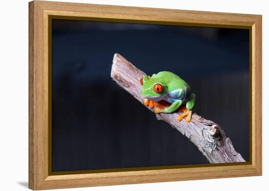 Red-eyed tree frog (Agalychnis callidryas) on branch-null-Framed Premier Image Canvas