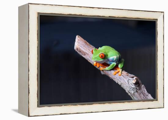 Red-eyed tree frog (Agalychnis callidryas) on branch-null-Framed Premier Image Canvas