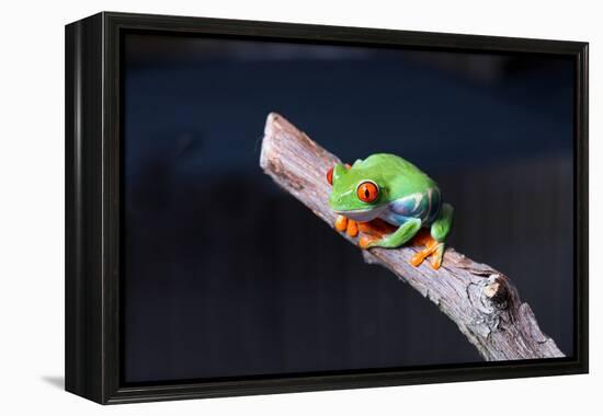 Red-eyed tree frog (Agalychnis callidryas) on branch-null-Framed Premier Image Canvas