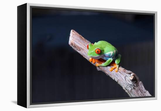 Red-eyed tree frog (Agalychnis callidryas) on branch-null-Framed Premier Image Canvas