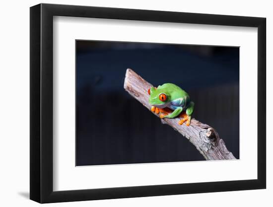 Red-eyed tree frog (Agalychnis callidryas) on branch-null-Framed Photographic Print