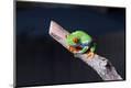 Photographic Print